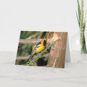 Tarjeta Camina por el lado salvaje - Oriole