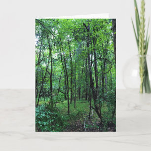 Tarjeta Caminando por el bosque, Chester, Carolina del Sur