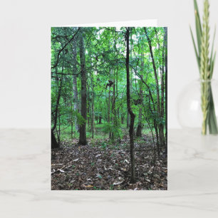 Tarjeta Caminando por el bosque, Chester, Carolina del Sur