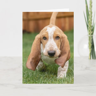 Tarjeta Caminata de cachorros de Basset Houng