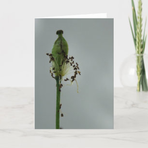 Tarjeta Camionetas y sombra 12 Fotógrafos Florales Saludos