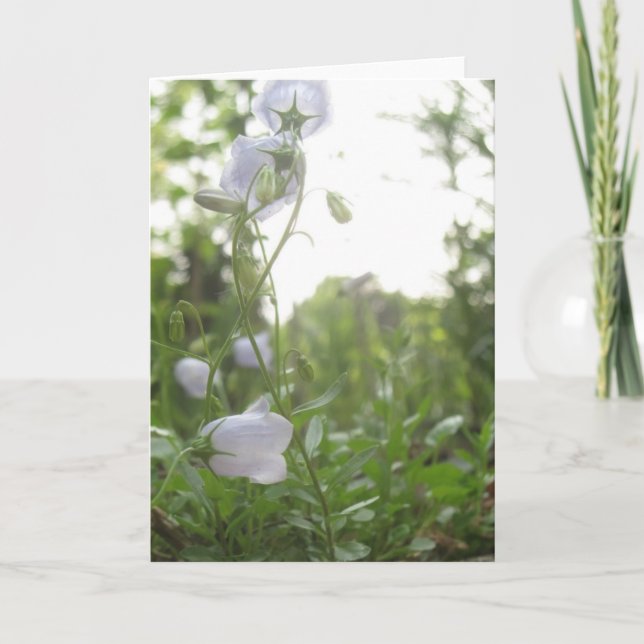 Tarjeta Campanula (Anverso)