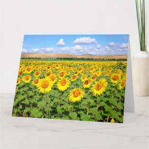 Tarjeta Campo de girasol
