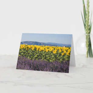 Tarjeta Campo de girasoles y flores de lavanda,