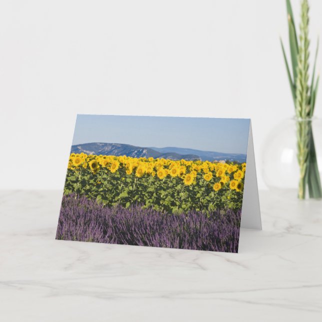 Tarjeta Campo de girasoles y flores de lavanda, (Anverso)