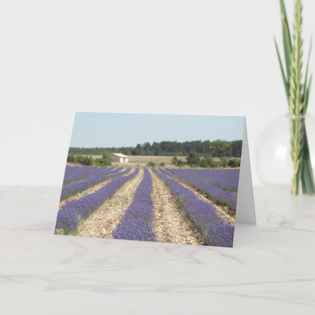 Tarjeta Campo de la lavanda en Provence (Anverso)