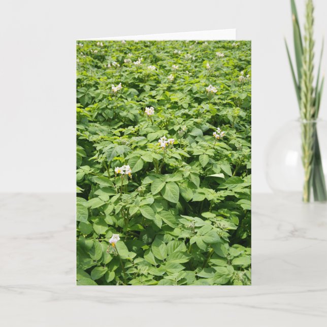 Tarjeta Campo de la patata (Anverso)