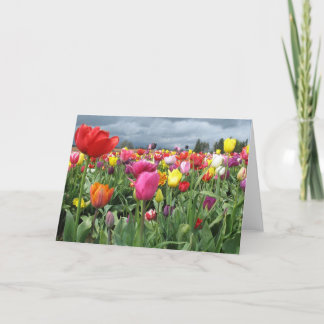 Tarjeta Campo de los tulipanes