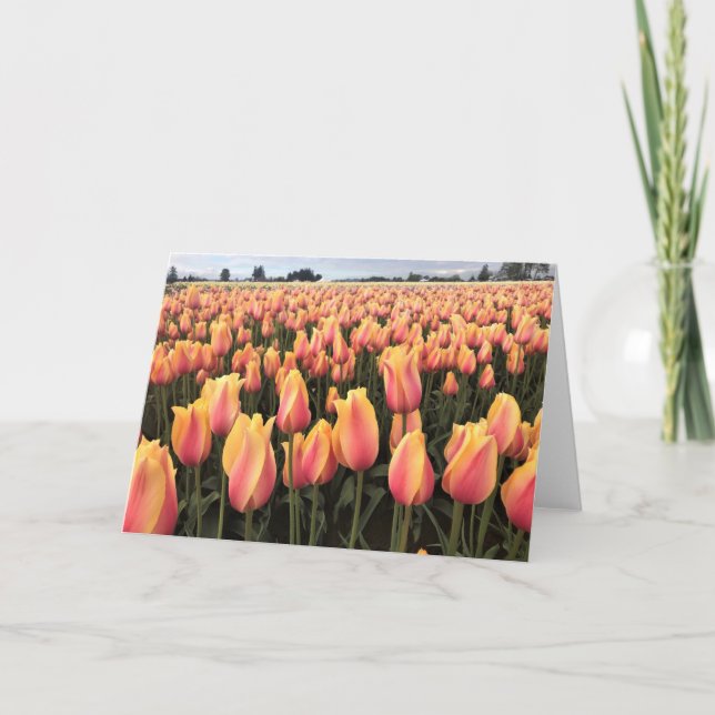 Tarjeta Campo de tulipanes amarillos y rosados, Oregón (Anverso)