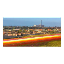 Campos de flor de Carlsbad