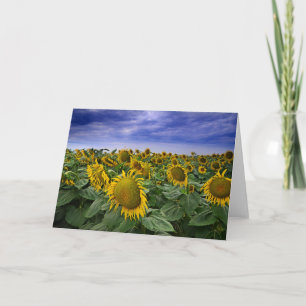 Tarjeta Campos de girasol de California