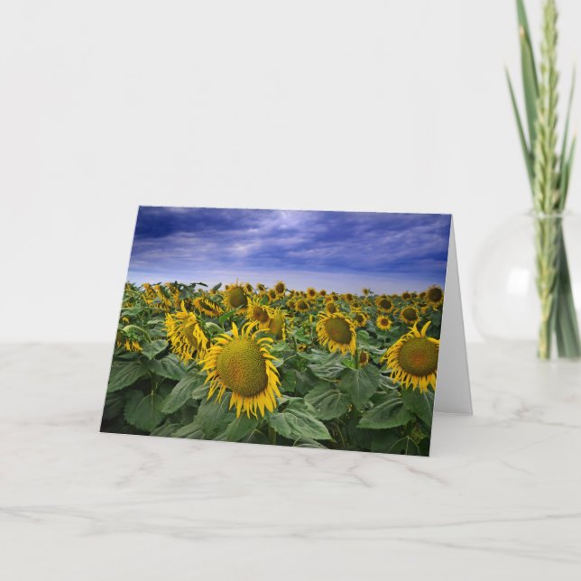 Tarjeta Campos de girasol de California (Anverso)