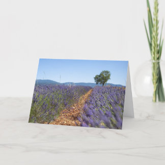 Tarjeta Campos de Lavanda de Luberon, Provenza, Francia -
