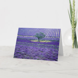 Tarjeta Campos de lavanda, Vence, Provenza, Francia
