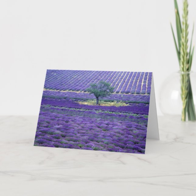 Tarjeta Campos de lavanda, Vence, Provenza, Francia (Anverso)