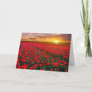 Tarjeta Campos del tulipán en la puesta del sol en los