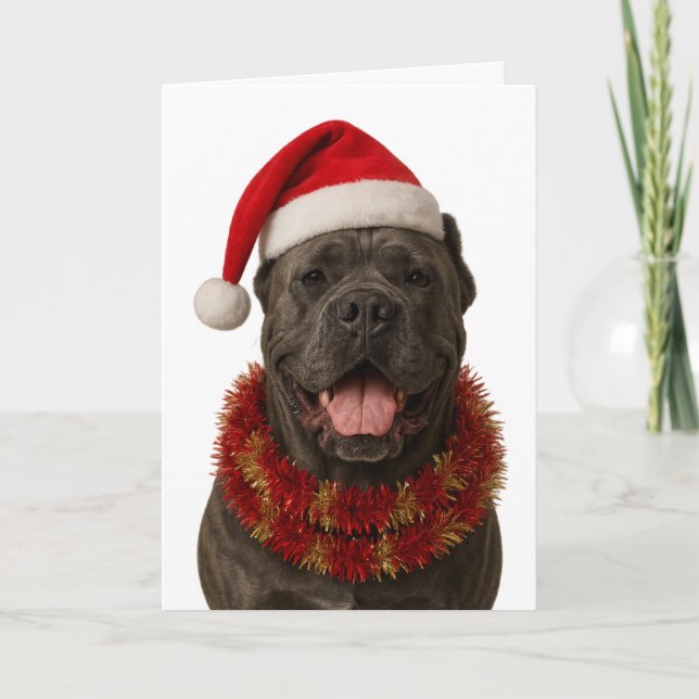 Tarjeta Cane Corso in a Santa hat Christmas card (Anverso)