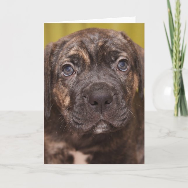Tarjeta Cane Corso Mastiff Puppy Note Card (Anverso)