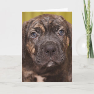 Tarjeta Cane Corso Mastiff Puppy Note Card