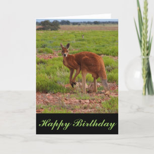 Tarjeta Canguro rojo australiano en blanco