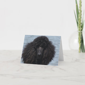 Tarjeta Caniche estándar en la playa