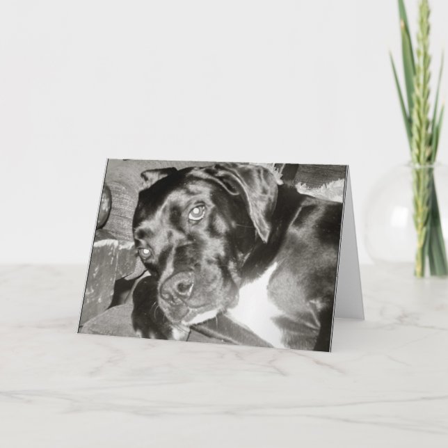 Tarjeta canina (Anverso)