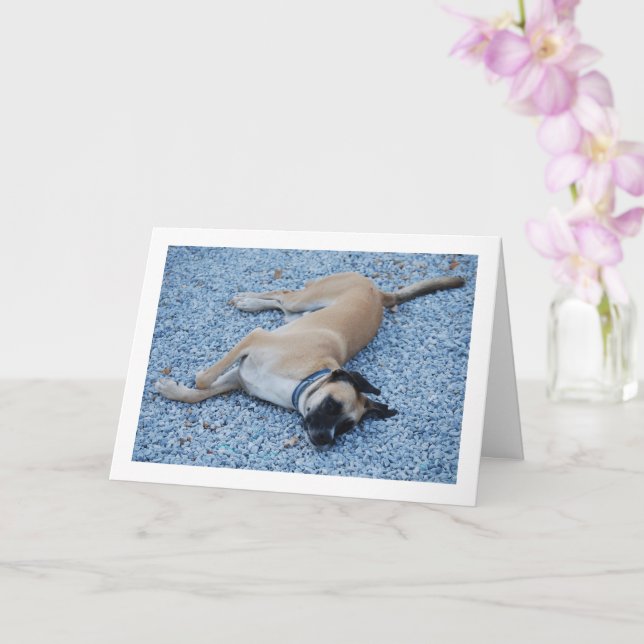 Tarjeta Canina de grosera negra sonriente en grava (Orquídea)