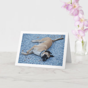 Tarjeta Canina de grosera negra sonriente en grava
