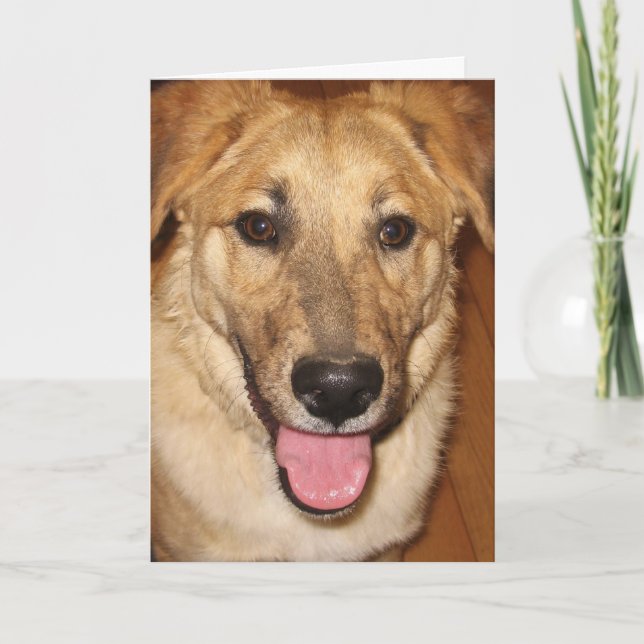 Tarjeta Canine Vet Graduate felicitaciones por graduación (Anverso)