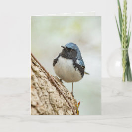 Tarjeta Cañón azul de garganta negra