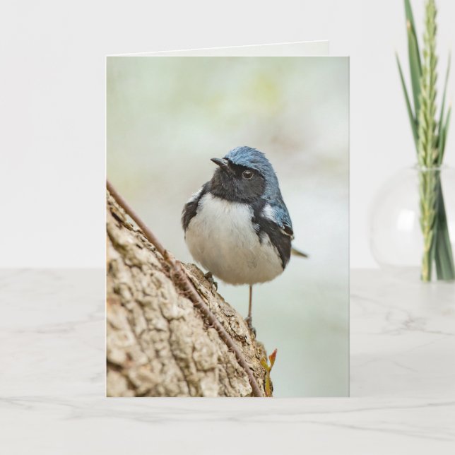 Tarjeta Cañón azul de garganta negra (Anverso)