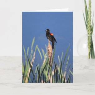 Tarjeta Canto Redwing Blackbird