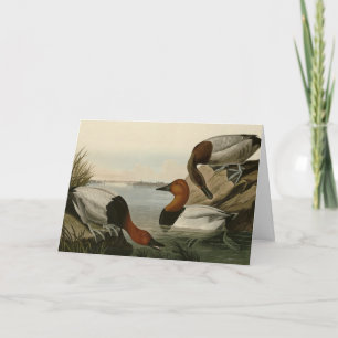 Tarjeta Canvas respaldaron el pato de los pájaros de Améri