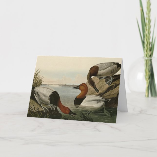 Tarjeta Canvas respaldaron el pato de los pájaros de Améri (Anverso)