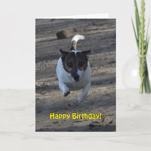 Tarjeta Capo von Oppenheim Jack Russell Terrier, Perro