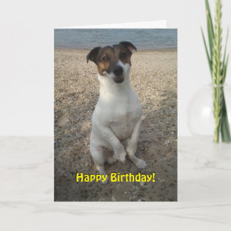 Tarjeta Capo von Oppenheim Jack Russell Terrier, Perro
