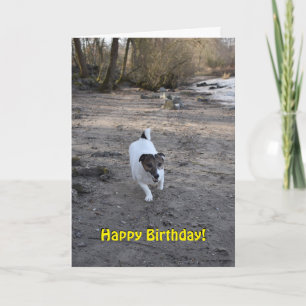 Tarjeta Capo von Oppenheim Jack Russell Terrier, Perro