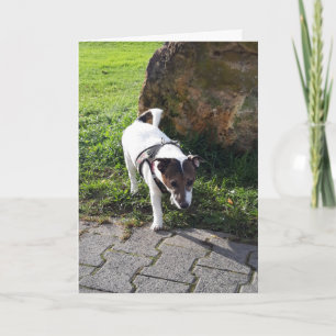 Tarjeta Capo von Oppenheim Terrier Jack Russell, Perro