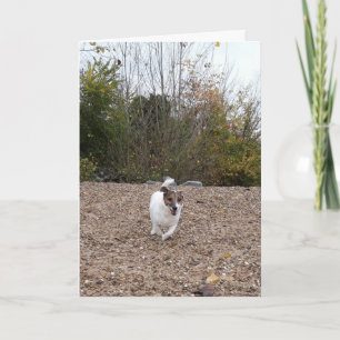 Tarjeta Capo von Oppenheim Terrier Jack Russell, Perro