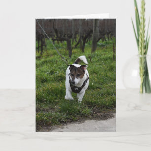 Tarjeta Capo von Oppenheim Terrier Jack Russell, Perro