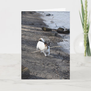 Tarjeta Capo von Oppenheim Terrier Jack Russell, Perro