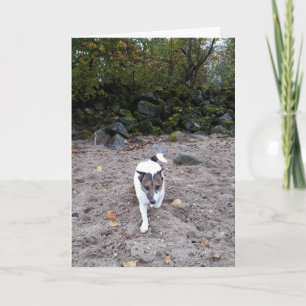 Tarjeta Capo von Oppenheim Terrier Jack Russell, Perro