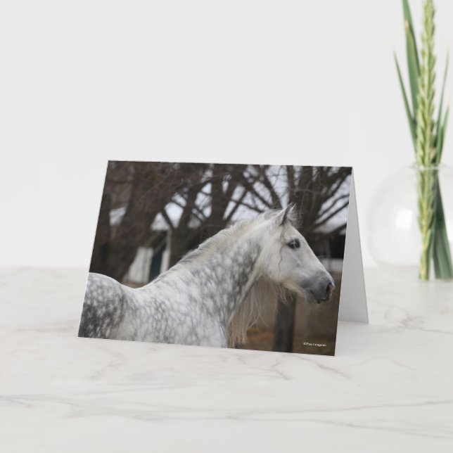 Tarjeta Captura de cabeza de Stallion Gris Gray (Anverso)