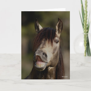 Tarjeta Captura de cabeza del Stallion Flehmen de Lusitano