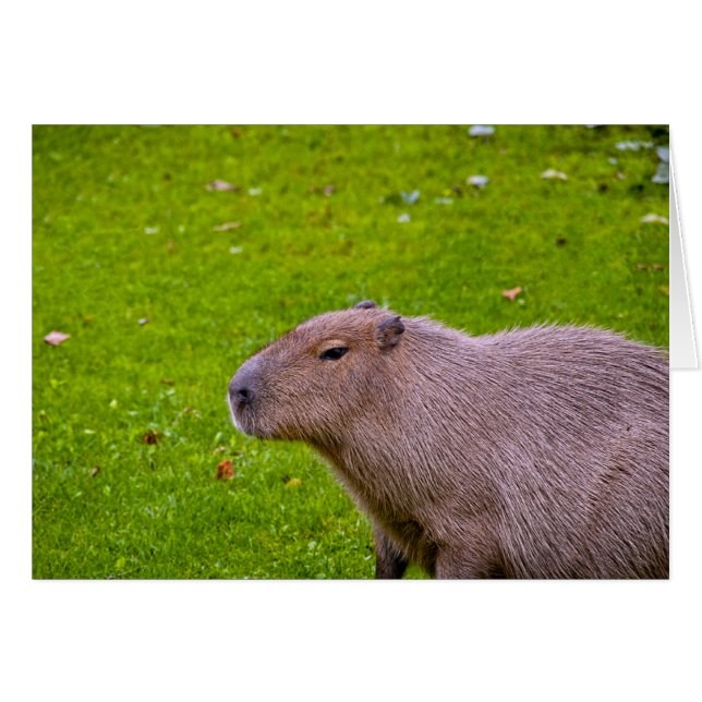 Tarjeta Capybara (Anverso (Horizontal))