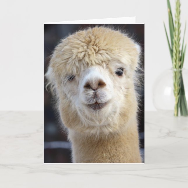 Tarjeta Cara de alpaca linda (Anverso)