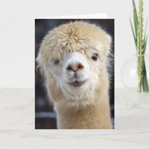 Tarjeta Cara de alpaca linda