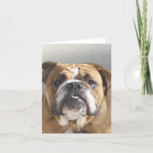 Tarjeta Cara de bulldog - Bulldog inglés, marrón