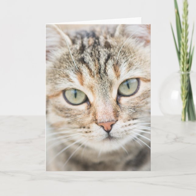 Tarjeta Cara de gato (Anverso)