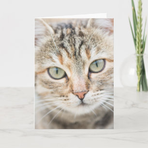 Tarjeta Cara de gato